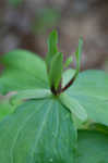 Green trillium